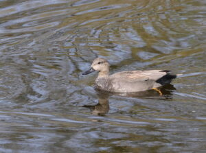 Gadwall, by Trevor Baker