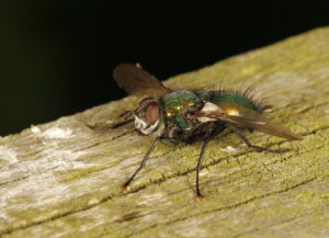 Green Parasite Fly Gymnocheta viridis
