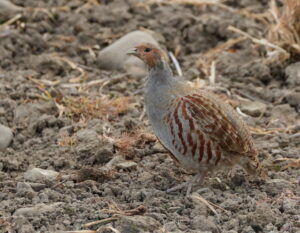 Grey Partridge, by Trevor Baker