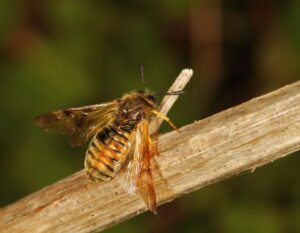 Honeysuckle Sawfly agg. - Abia aenea lonicera