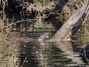 Otter, by Trevor Baker