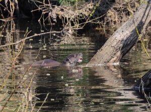 Otter, by Trevor Baker