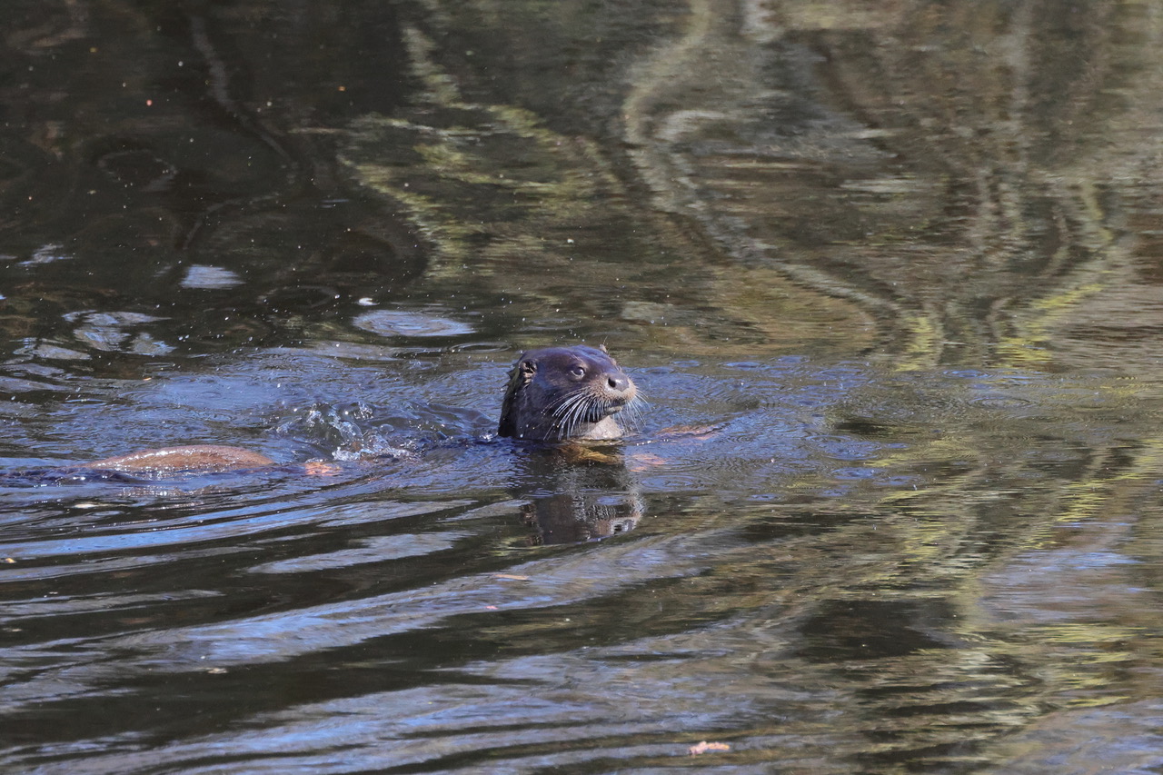 Otter, by Trevor Baker