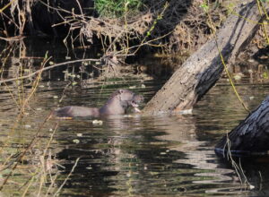 Otter, by Trevor Baker
