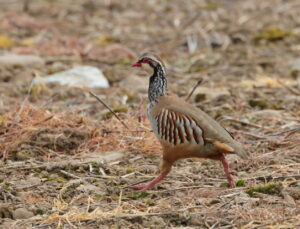 Red-Legged Partridge, by Trevor Baker