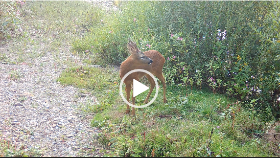 Roe buck on trail camera