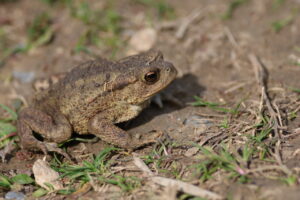 Toad, by Trevor Baker