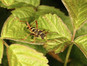 Wasp Beetle Clytus arietis