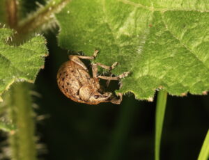 Weevil Liophloeus tessulatus