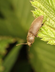 Wireworm Click Beetle Agriotes obscurus