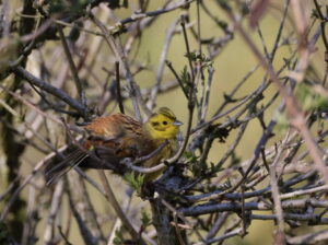 Yellowhammer, by Trevor Baker