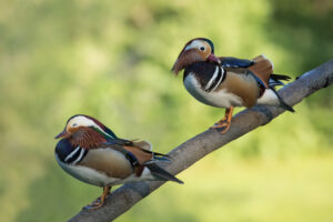 Mandarin Ducks, by David Mitchell