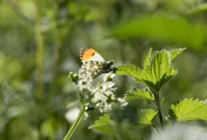 Orange Tip, by David Mitchell