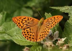 Silver-Washed Fritillary, by Eric Ward