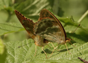 Silver-Washed Fritillaries, by Eric Ward