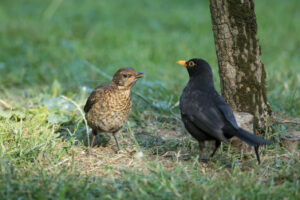Juvenile Blackbird and Parent, by David Mitchell