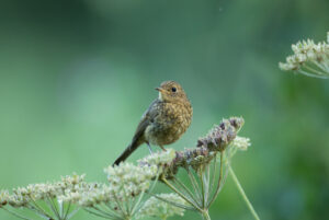 Juvenile Robin, by David Mitchell