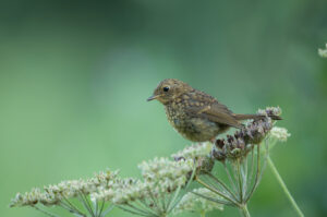Juvenile Robin, by David Mitchell