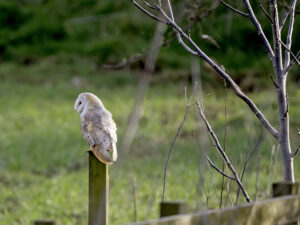 Barn Owl in North Stainley, by Paul Newey