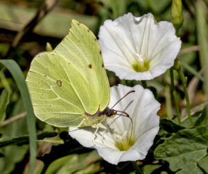 Brimstone, by Paul Newey