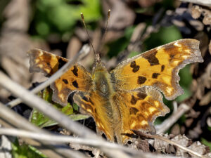 Comma, by Paul Newey