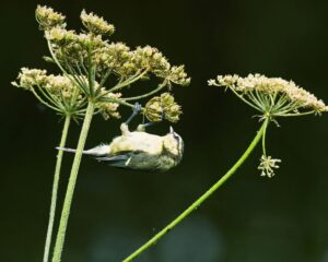 Blue Tit, by Steve Black