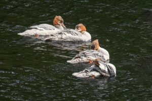 Goosanders, by Steve Black