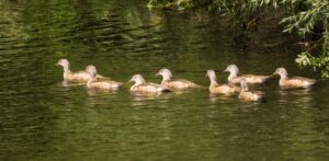 Mandarin Ducks, by Steve Black