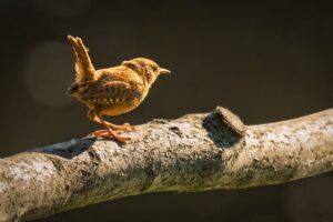 Wren, by Steve Black