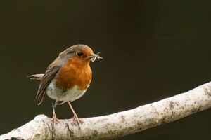 Robin, by Steve Black