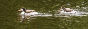 Juvenile Shelducks, by Steve Black