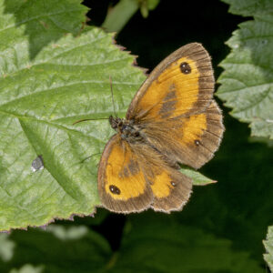 Gatekeeper, by Paul Newey
