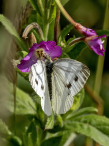 Large White, by Paul Newey