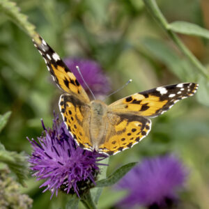 Painted Lady, by Paul Newey