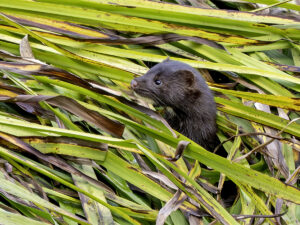 Mink, by Paul Newey