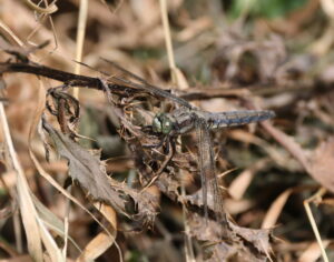 Black-Tailed Skimmer, by Trevor Baker