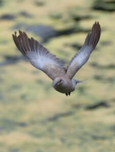 Collared Dove, by Trevor Baker