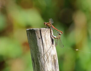 Common Darters, by Trevor Baker