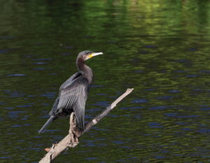 Cormorant, by Trevor Baker
