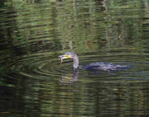 Cormorant, by Trevor Baker