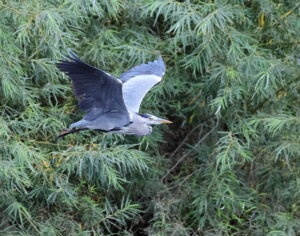 Grey Heron, by Trevor Baker