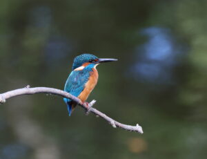 Kingfisher, by Trevor Baker
