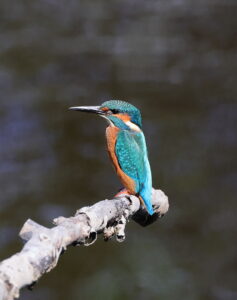 Kingfisher, by Trevor Baker