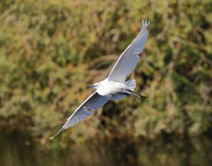 Little Egret, by Trevor Baker