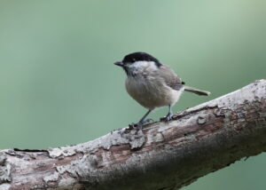 Marsh Tit, by Trevor Baker