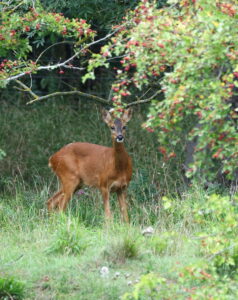 Roe Deer, by Trevor Baker