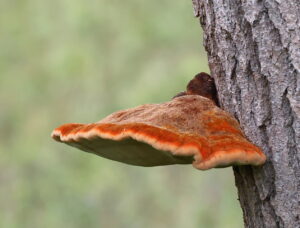 Shaggy Bracket, by Trevor Baker