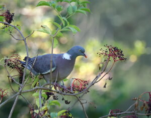 Wood Pigeon, by Trevor Baker