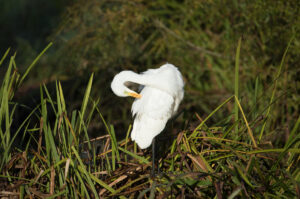 Great White Egret, by David Mitchell