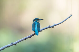 Kingfisher, by David Mitchell